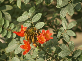 African tulip tree (Spathodea campanulata) Tree Flowers and leaves 