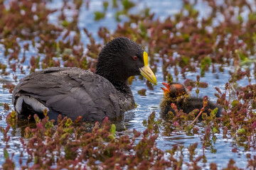 White-winged coot (Fulica leucoptera) with chick, Torres del Paine National Park, Chile