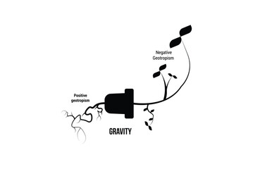 Scientific Designing of Geotropism (Gravitropism) Process. The Plant Differential Growth in Response to Gravity.