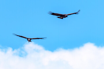 Fototapeta premium condor, Torres del Paine National Park