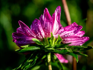 pink aster with dew drops in the morning
