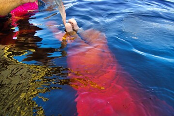 Fütterung von Flussdelfin © Peter