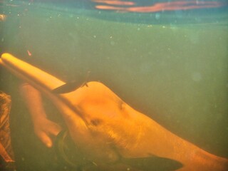 Rosa Flussdelfin unter Wasser © Peter