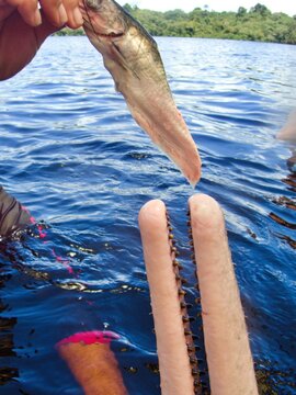 F&uuml;tterung von Flussdelfin