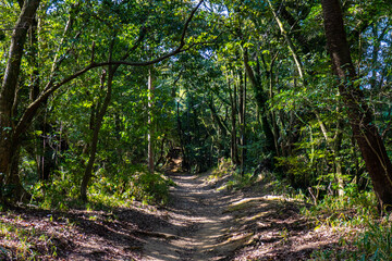 木漏れ日さす森