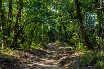 木漏れ日さす森