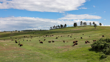 Wild bisons grazing on the prairie in Wind Cave National Park, Hot Springs, South Dakota
