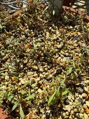 Silene repens Patrin var, apoiensis H. Hara, Endangered species