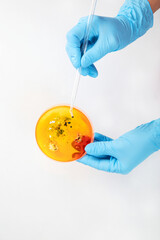 Hand in blue glove holding  petri dish with bacterium . Microbiology sience