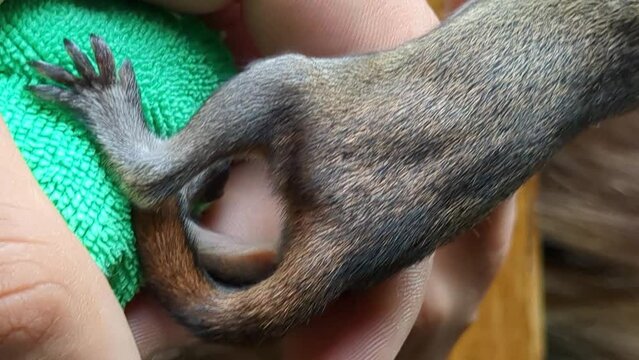 Tiny Abandoned Baby Squirrel Being Fed By A Compassionate Human; Animal Rescue; Vertical Close-up.