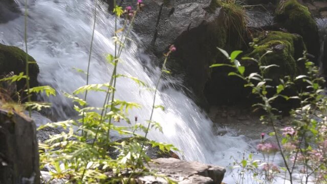 Herbs and flowers at Waterfall of Vallesinella Madonna di Campiglio, Trentino Alto Adige, Italy