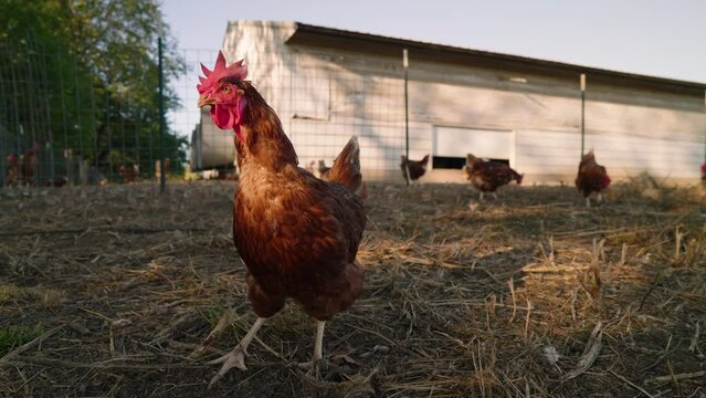 Brown pasture raised chicken pecking dirt and hay for food outside of white barn hen house at sunset