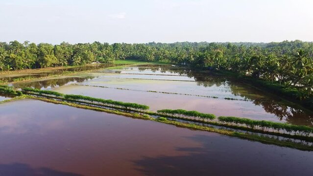 Tapioca Cultivation, field has been plowed and watered for cultivation, High angle shot , aerial shoot, Rice fields in Asia