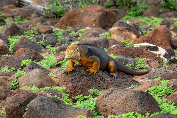 A Galapagos land (Conolophus subcristatus) Iguana on North Seymour Island, Galapagos.