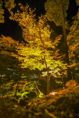 ライトアップされた香嵐渓の紅葉