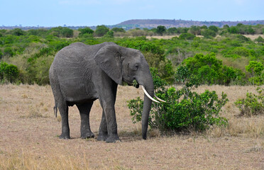 Wild African elephant in a natural environment. Kenya, Africa