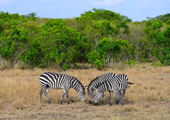 Several  African zebra grazing in a natural environment