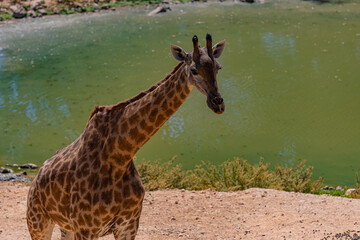 close up of a giraffe