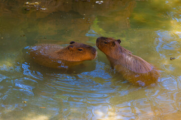 Two capybaras in the water