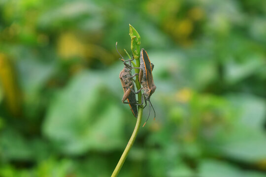 Pentatomomorpha standing on a leaf on a very beautiful morning