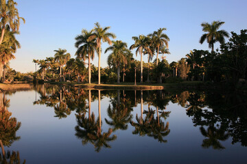 Fototapeta na wymiar Reflection of palm trees at Fairchild Tropical Botanic Garden at sunset, Coral Gables, FL, USA