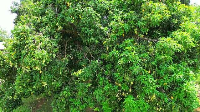 Flying around a big mango tree.