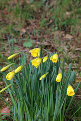 Daffodils blooms just starting to open, Derbyshire England
