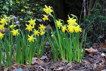 Daffodils in woodland, Derbyshire England
