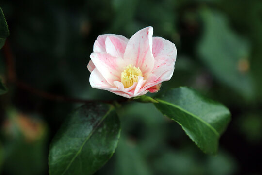 Macro image of a pink Japanese Camellia bloom, Derbyshire England
