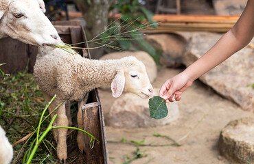 Cute little lamb eating herb at petting zoo. - obrazy, fototapety, plakaty