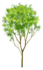若葉の生い茂った細い幹の街路樹のイラスト