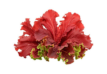 Red_Coral_Lettuce