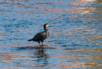 Cormorant enjoying the sun while fishing in River Nile