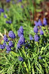 Closeup of Grape Hyacinth blooms, Derbyshire England
