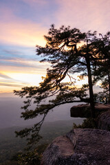 Silhouette of pine tree at sunset on mountain peak, Pha Lom Sak, Phu Kradueng National Park