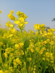 Rape flowers close-up against a blue sky with clouds in rays of sunlight on nature in spring, panoramic view. Growing blossoming rape, soft focus, copy space.