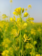 Obraz premium Rape flowers close-up against a blue sky with clouds in rays of sunlight on nature in spring, panoramic view. Growing blossoming rape, soft focus, copy space.