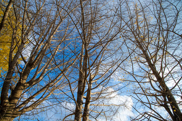 Fototapeta na wymiar 冬の葉が落ちた木々　日本