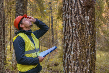 Forest engineer works in the forest. A man working, looking up. Real people work.