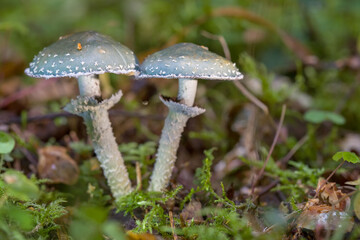 Hallucinogenic mushrooms grow in the forest.