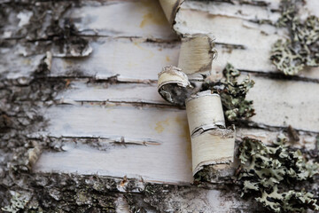 Birch bark. Natural natural material.