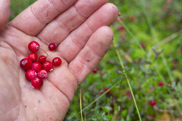 Wild cranberry lies on the palm of a man.