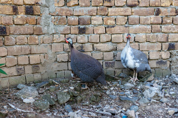 Female guinea fowl hen with their keats