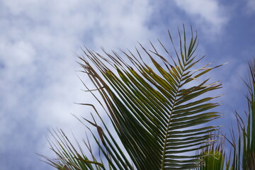Palm tree leaves with a cloudy blue sky in background