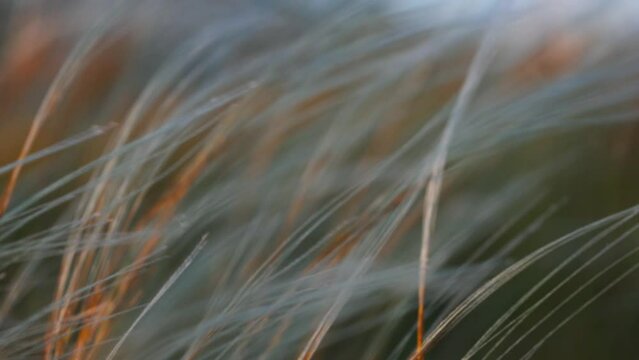 Feather grass - Lat. Stipa, in the spring steppe. Soft dreamy white grass feather swaying in wind with warm summer sun light, summer background. Slow motion 120fps video.