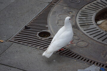 Pure white pigeon walking in street park, on concrete, looking around