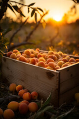 Apricots harvested in a wooden box in an orchard with sunset. Natural organic fruit abundance. Agriculture, healthy and natural food concept. Vertical composition.