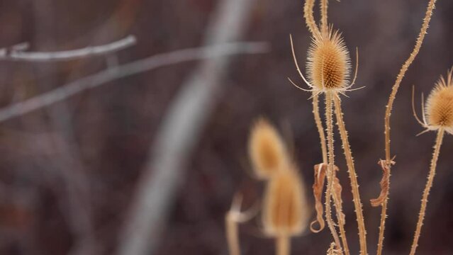 Thistle Plants in Boulder Colorado During December Winter Months
