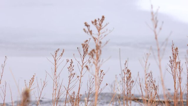 Boulder Colorado Plants Near Rocky Mountains