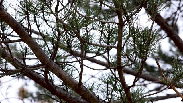 Trees in Boulder Colorado Urban Environments